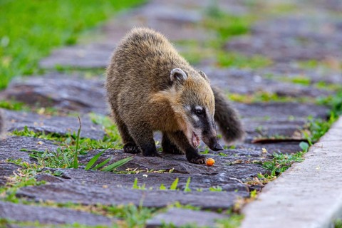 South American coati (nasua nasua) Pantanal Brazil