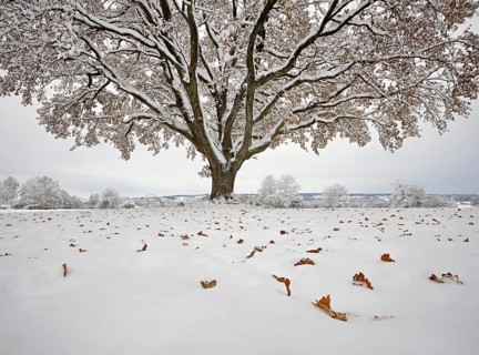 English oak (Quercus robur), with autumn-coloured leaves in the snow, Birri, Freiamt, Canton