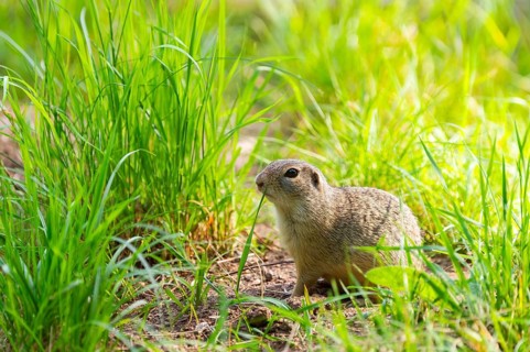 European ground squirrel (Spermophilus citellus) on a meadwo, Bavaria, Germany, Europe
