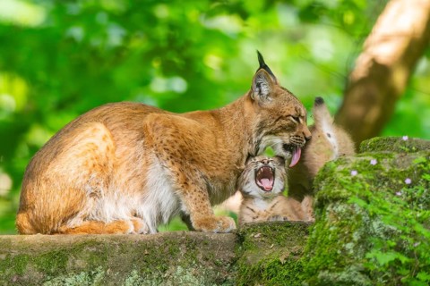 Eurasian lynx (Lynx lynx) mother with her youngsters (cubs) in a forest, Bavaria, Germany, Europe