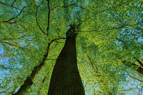 Oak (Quercus), view along a high tree trunk to the green tree crown, spring, Bullau nature reserve,