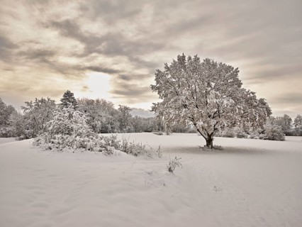 English oak (Quercus robur), with autumn-coloured leaves in the snow, Birri, Freiamt, Canton
