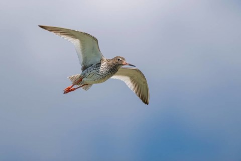 Common redshank (Tringa totanus) in flight, Hallig Hooge, Wadden Sea, Schleswig-Holstein, Germany,
