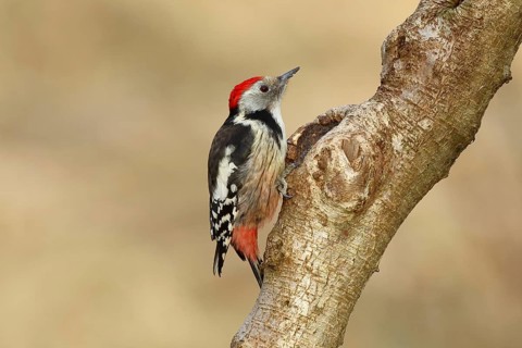 Middle spotted woodpecker (Dendrocopos medius) sitting at a water pot in a tree trunk, Animals,