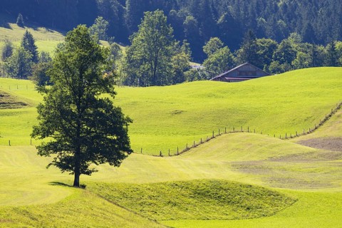 Mountain maple (Acer pseudoplantanus) in Trettachtal, near Oberstdorf, Oberallgäu, Allgäu, Bavaria,