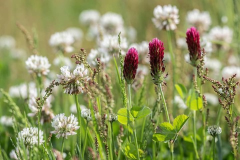 Incarnate clover (Trifolium incarnatum) and white clover (Trifolium repens), Emsland, Lower Saxony,