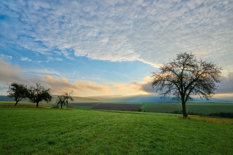 Green orchard meadow, apple tree, under a cloudy sky at sunrise in a quiet landscape, autumn,