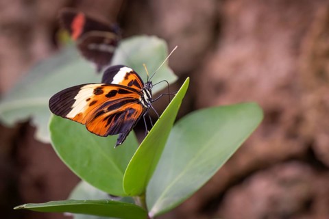 Ithomiine butterfly (Melinaea satevis) resting on a green leaf, Butterfly House, Botanical Garden