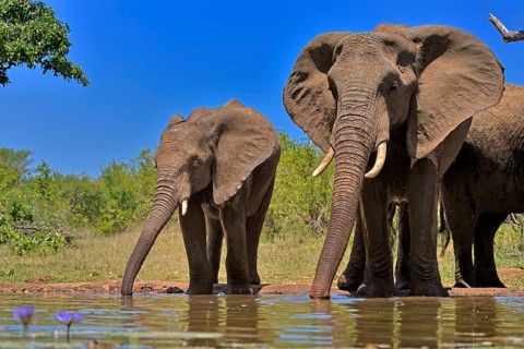 African elephant (Loxodonta africana), adult, female, mother, half-grown young, mother with