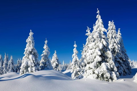 Snow-covered winter landscape, snow-covered spruces and sparkling snow crystals, Harz National