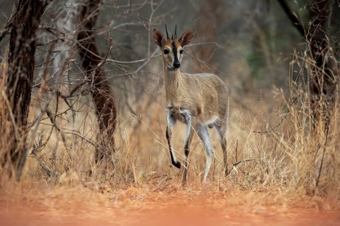 Crowned duiker (Sylvicapra grimmia), adult, male, running, foraging, Kruger National Park, Kruger