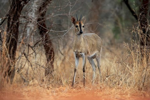 Crowned duiker (Sylvicapra grimmia), adult, male, foraging, Kruger National Park, Kruger National