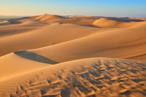 Endless sand dunes under a clear blue sky, glowing in golden sunlight, Matruh, Great Sand Sea,