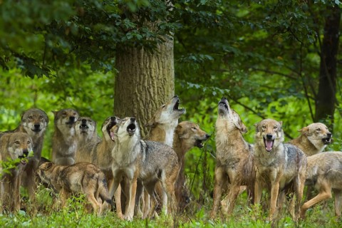 Wolf (Canis lupus), pack of wolves howling in forest, summer, Germany, Europe
