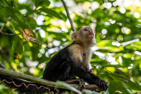 White-headed capuchin (Cebus imitator) in a tree, Cahuita National Park, Costa Rica, Central