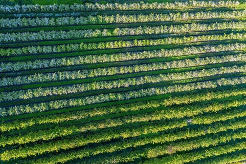 Apple farm near Lofthus at the Sörfjord, a branch of the Hardangerfjord, blomstering in May, drone