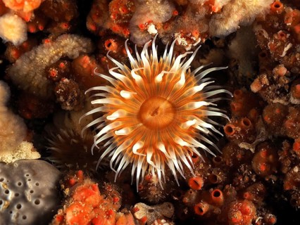 A spiegeleianemone (Actinothoe sphyrodeta) with long, white tentacles surrounded by sponges. Dive