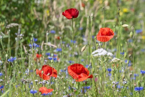 Flower meadow with poppy flower (Papaver rhoeas) and cornflowers (Centaurea cyanea), Emsland, Lower