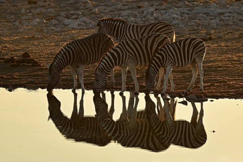 Herd of zebra, Burchell's zebra (Equus quagga burchellii) drinking at the water, waterhole, Etosha