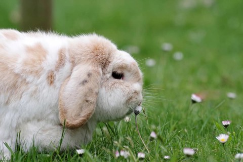 Rabbit (Oryctolagus cuniculus domestica), ram rabbit, portrait, daisy, close-up of a ram rabbit in