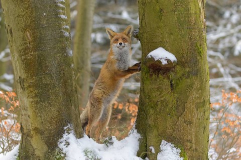 Red fox (Vulpes vulpes), with a bushy tail standing on its hind legs against a tree in a snowy