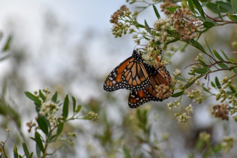 Several monarch butterflies (danaus erippus, the sister species of Danaus plexippus) on wildflower