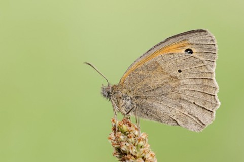 Meadow brown (Maniola jurtina), North Rhine-Westphalia, Germany, Europe