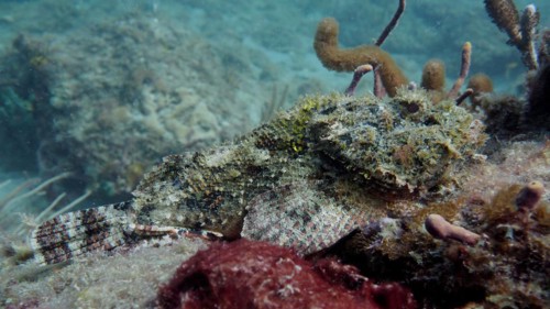 A well camouflaged banded scorpionfish (Scorpaena plumieri), lying motionless on the sandy seabed