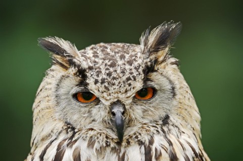 Bengal Eagle Owl or Indian Eagle Owl (Bubo bengalensis, Bubo bubo bengalensis), portrait, captive,