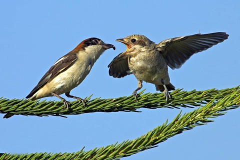 Red-backed shrike (Lanius collurio), female feeding young bird, Nahe valley, Hockenheim,