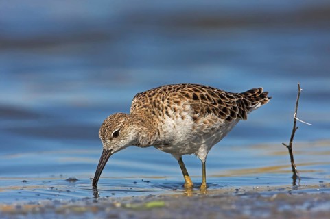 Ruff (Philomachus pugnax), female, Narew, Bialystok, Podlasie, Poland, Europe