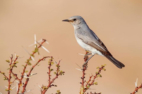 Blackstart, (Cercomela melanura), Grey Chat, Ayn Hamran, Salalah, Dhofar, Oman, Asia