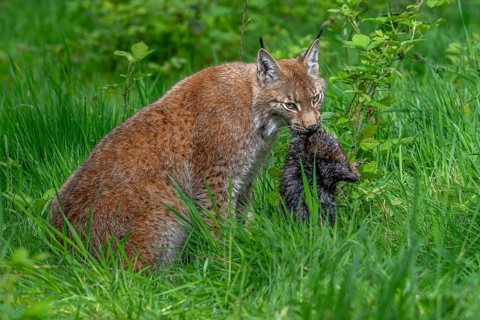 Hunting Eurasian lynx (Lynx lynx) in grassland with caught muskrat (Ondatra zibethicus) prey in its