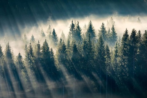 Fog and forest in Oberägeri in the canton of Zug, Switzerland, Europe