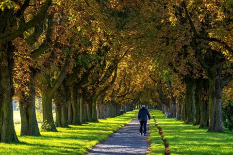 Dense chestnut tree avenue at the Rhine dike near Neuss, Deichallee, autumn, colourful leaves,