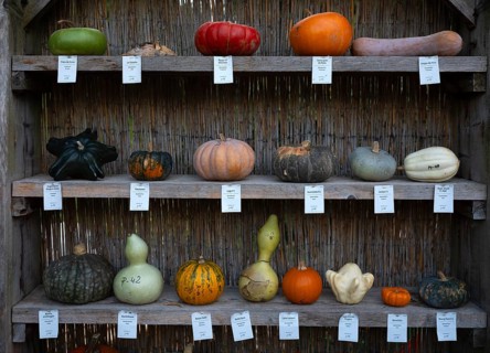 Classification, nomenclature, labelling shelf with various pumpkins, pumpkin exhibition, pumpkins,