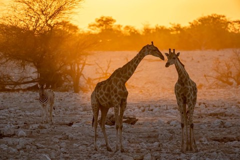 Angolan giraffe (Giraffa giraffa angolensis), two giraffes in the backlight at sunset, atmospheric