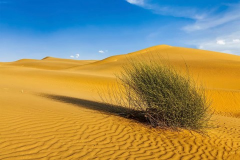 Dunes of Thar Desert. Sam Sand dunes, Rajasthan, India, Asia