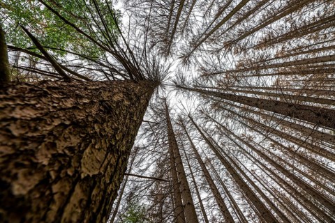 Forest dieback in the Arnsberg Forest nature park Park, over 70 per cent of the spruce trees are