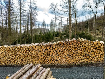Felled, stacked spruce trunks, forest dieback in the Arnsberg Forest nature park Park, over 70 per