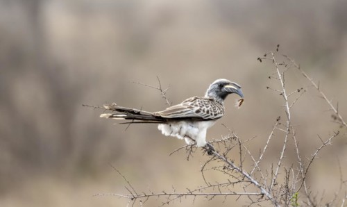 African grey hornbill (Tockus nasutus), adult male with caterpillar in beak, sitting in a bush,