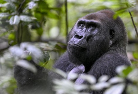 Western lowland gorilla (Gorilla gorilla gorilla), male, silverback, Baï-Hokou, Dzanga-Ndoki