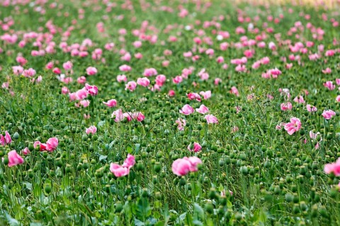 Opium poppy (Papaver somniferum), cultivation of edible poppy, poppy field, pink flowers and seed