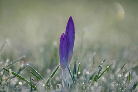 Crocus with frost in the early morning, February, Germany, Europe