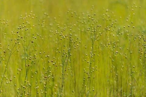 Linen as meadow planting, renewable raw materials, traditional, arable farming, agriculture,