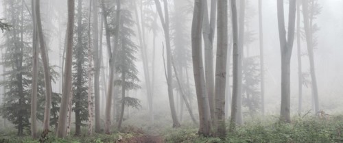 Panorama, Natural beech forest in the morning mist, near Freyburg (Unstrut), Saxony-Anhalt,