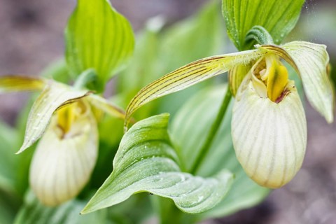 Beautiful orchids of different colors on green background in the garden. Lady's-slipper hybrids.