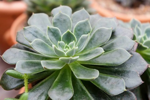 Beautiful succulent plant in greenhouse. Closeup, floral patterns, selective focus