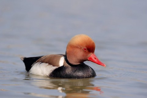 Red-crested pochard (Netta rufina), male, Camargue, Provence, southern France