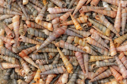 Common tower snail (Turritella communis) empty shells on the beach, Camargue, Provence, southern